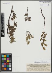 Foto von Salix alpina Scop. x Salix retusa L.